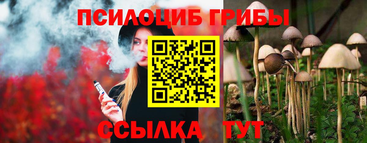 Сунжа  Псилоцибиновые грибы Psilocybe  Вход с VPN 